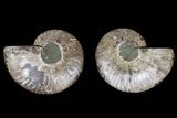 Agate Replaced Ammonite Fossil - Madagascar #166755-1